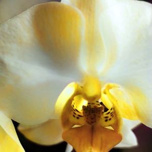 Meet your Posher, Branda